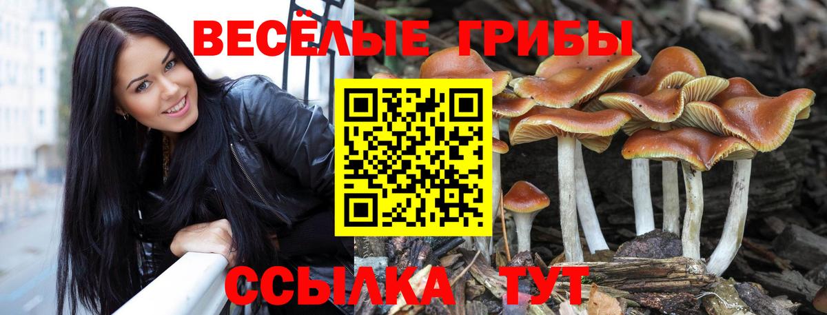 Галлюциногенные грибы GOLDEN TEACHER  Псилоцибиновые грибы прущие грибы  Муром  закладки  Вход с VPN 